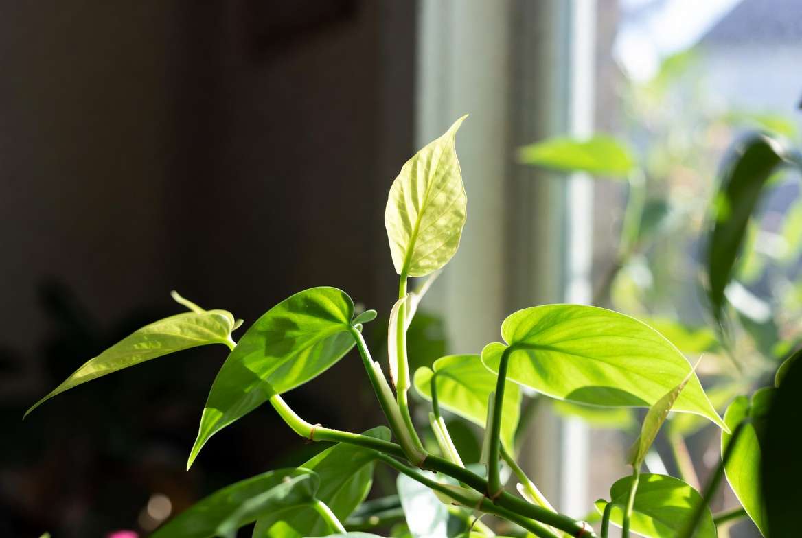 Seasonal care for Philodendron Moonlight plant showing healthy spring growth