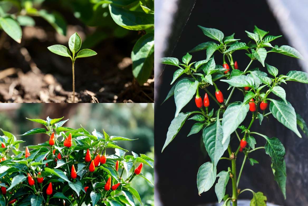 Thai chili pepper plant growth stages throughout the season