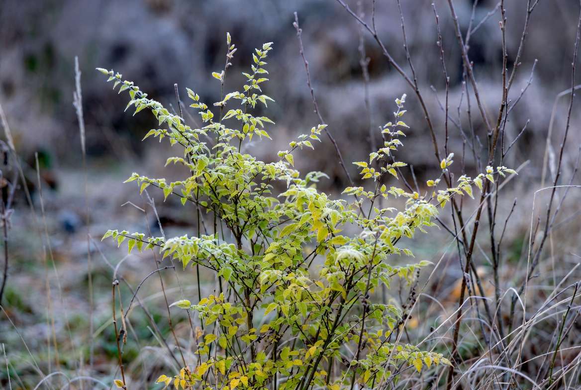 Lemon Lime Nandina evergreen foliage in winter garden