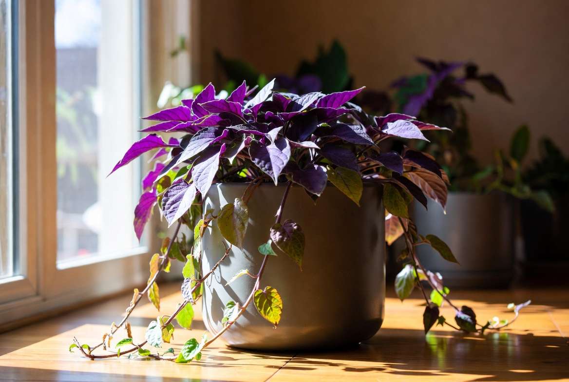 Overwintering purple sweet potato vine plant indoors as colorful houseplant