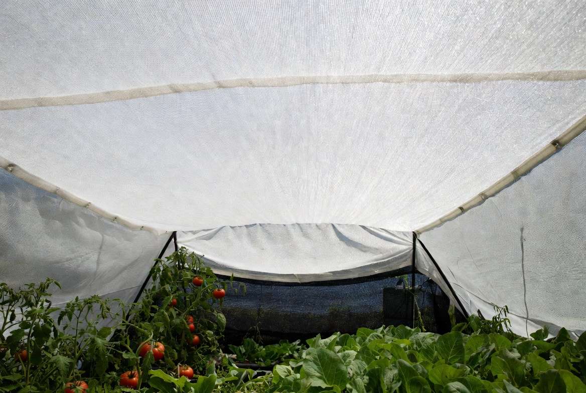 White shade cloth properly installed over vegetable garden for shading garden plants