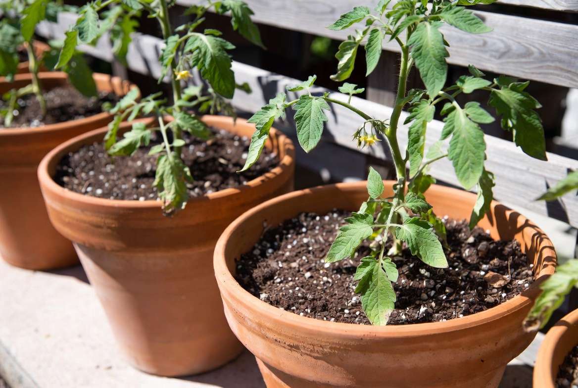 Container grown tomato plants with healthy flowers