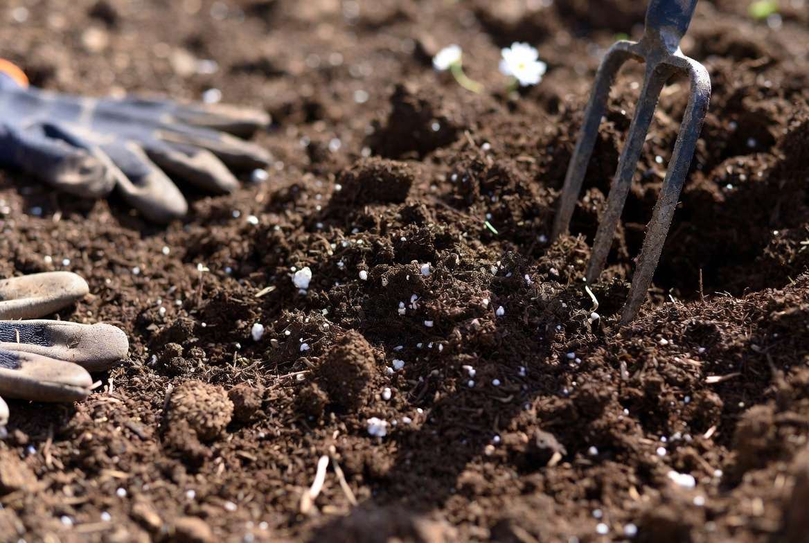 Preparing well-draining soil with compost for planting Shasta daisy seeds
