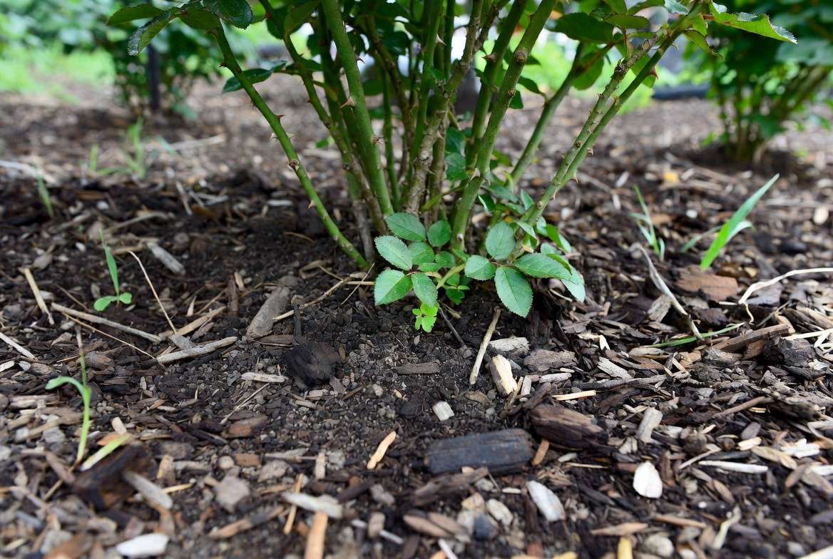 Soil and Mulching Best Practices