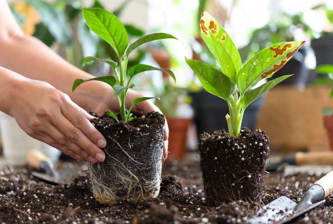 Repotting plant in fresh soil to correct nutrient deficiency and brown spots