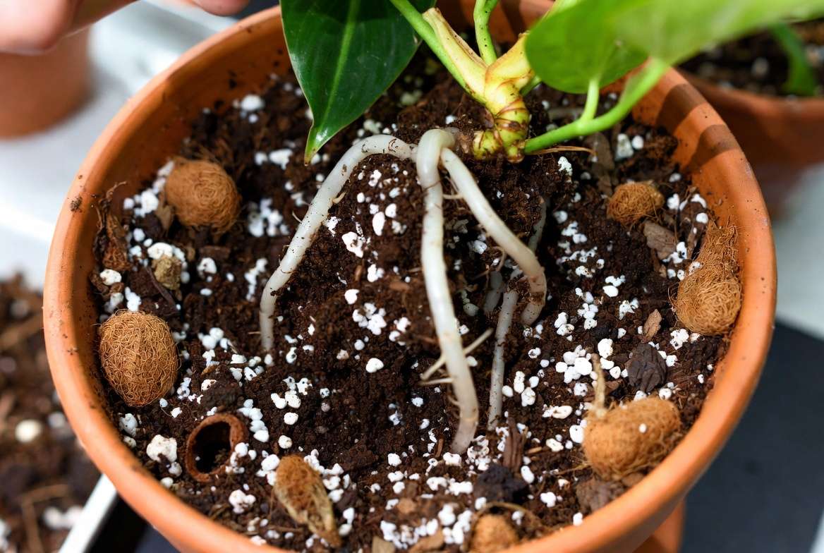 Well-draining soil mix and repotting process for Philodendron Moonlight plant
