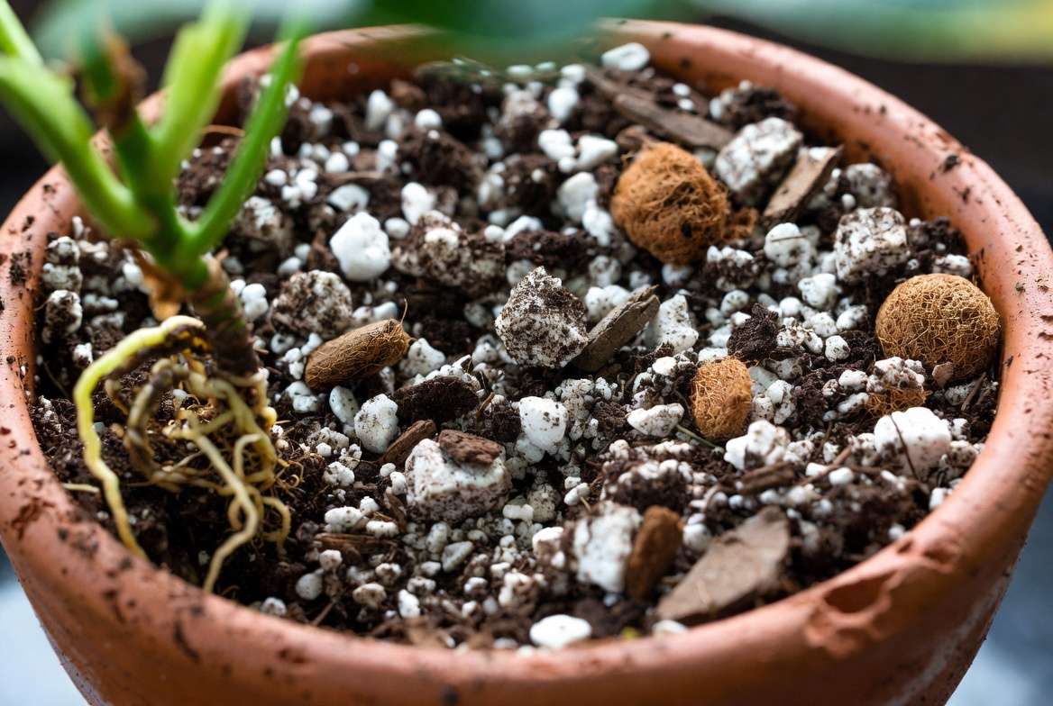 Well-draining soil mix for Philodendron Congo plant