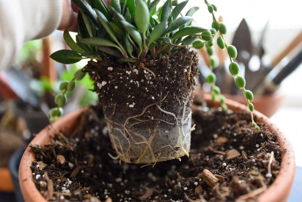 Repotting String of Frogs plant in well-draining soil mix