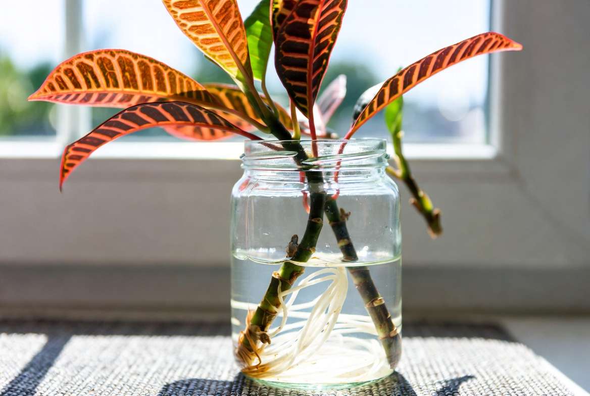 Propagating red and green plants using stem cuttings in water