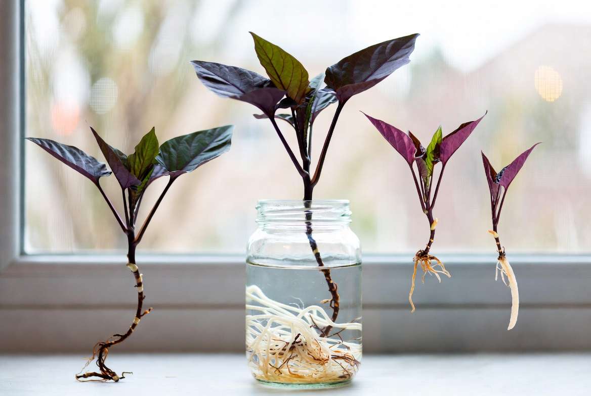 Purple sweet potato vine plant stem cuttings propagating in water on windowsill