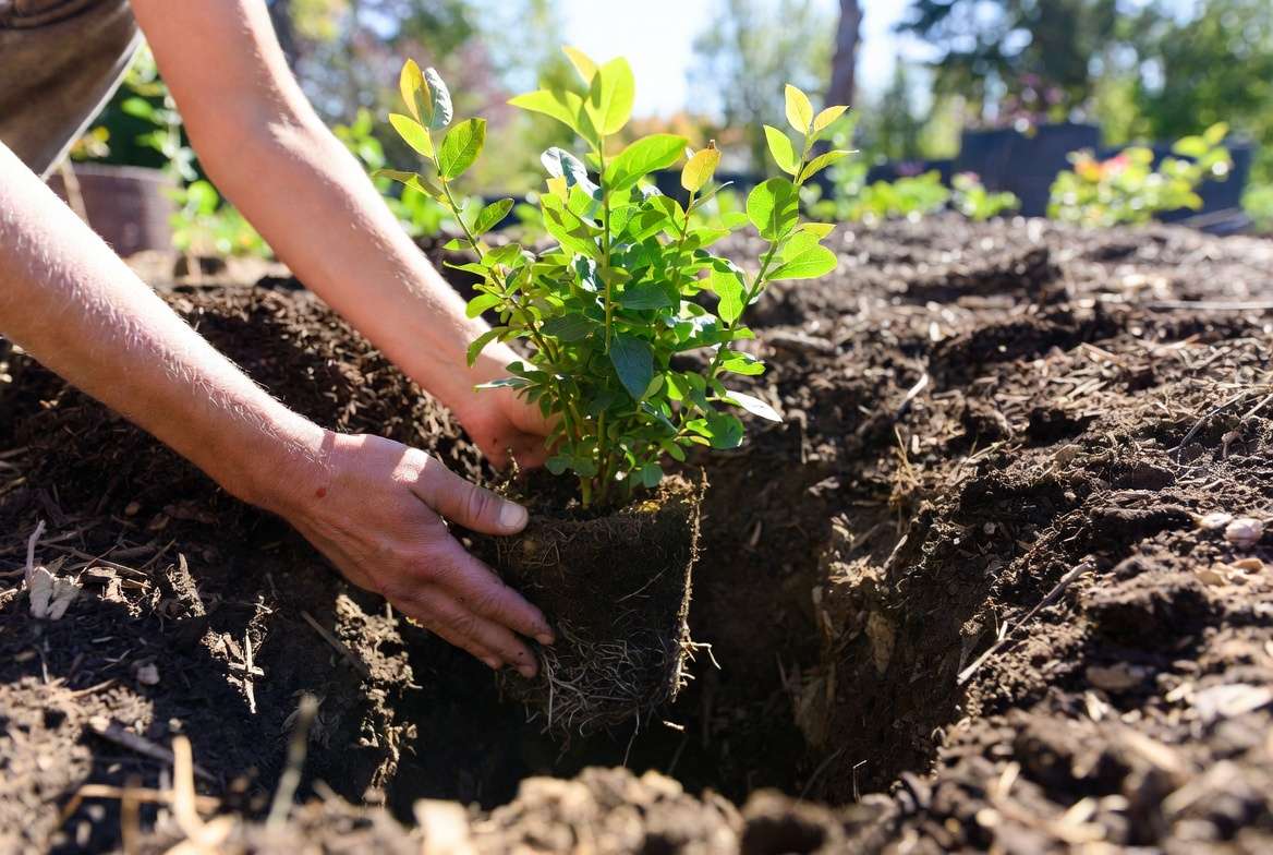 Planting a Powder Blue blueberry plant in garden soil