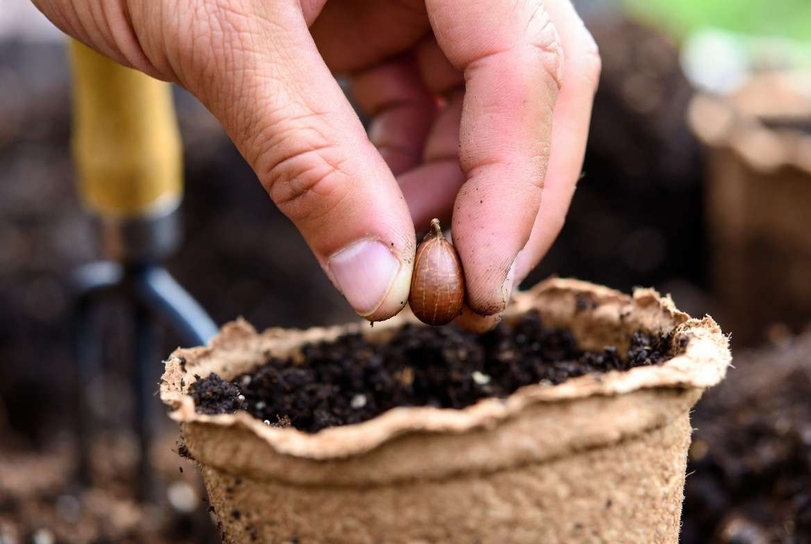 Planting magnolia seeds in soil at proper depth