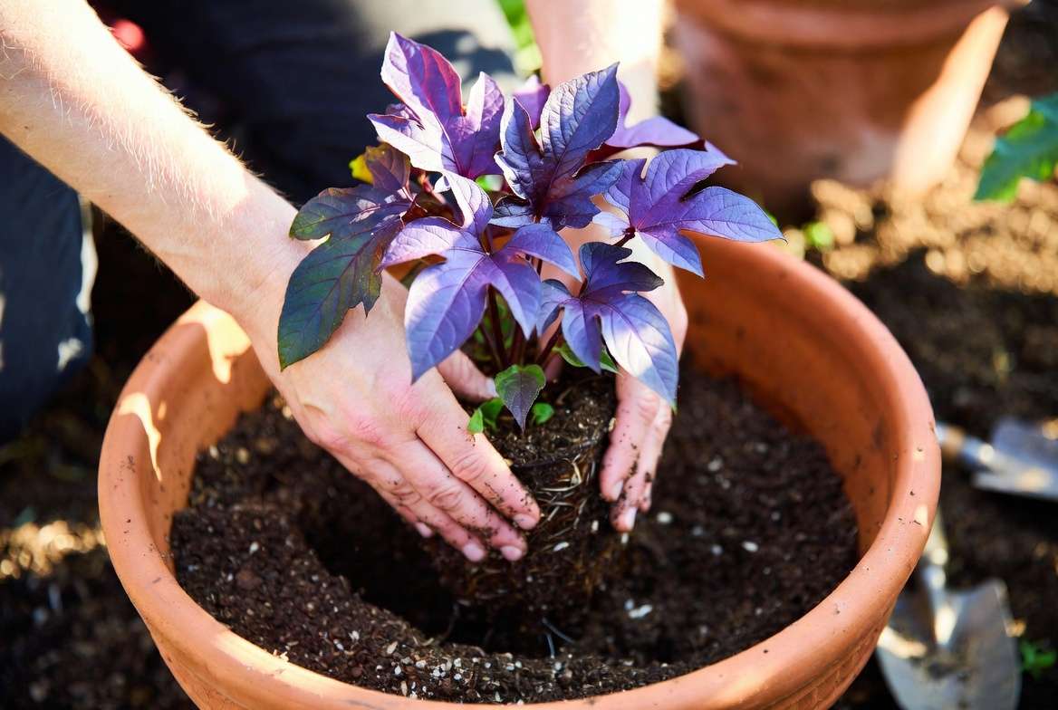 Purple sweet potato vine plant being planted in terracotta pot with proper soil and sunlight