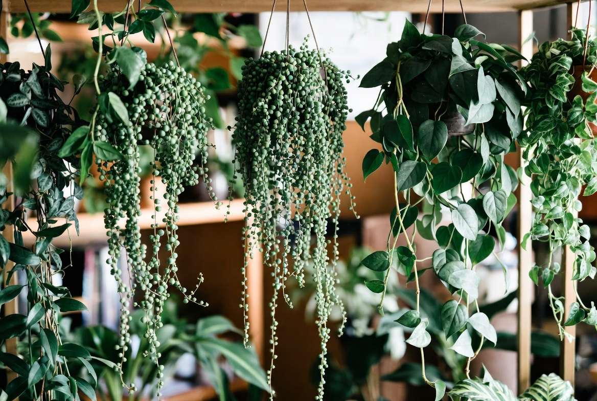 Trailing plants for small pots like string of pearls and pothos on shelf