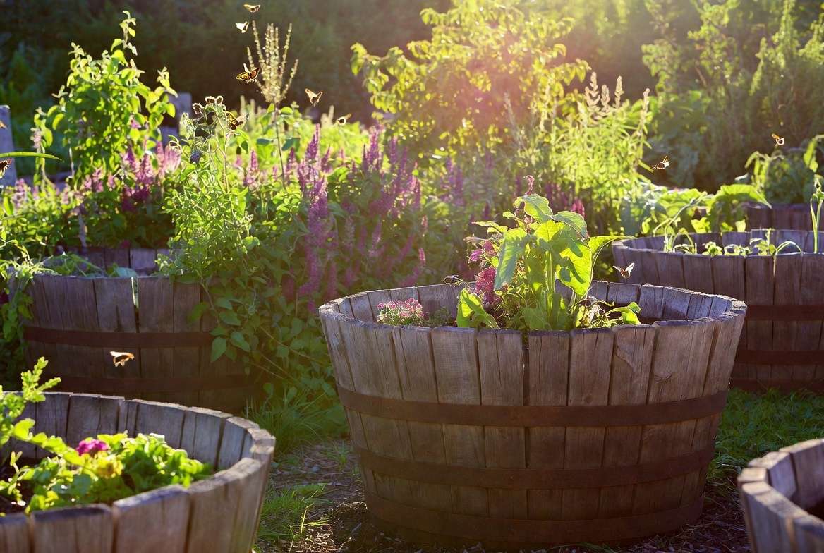 Sustainable gardening using reclaimed wooden barrels for plants