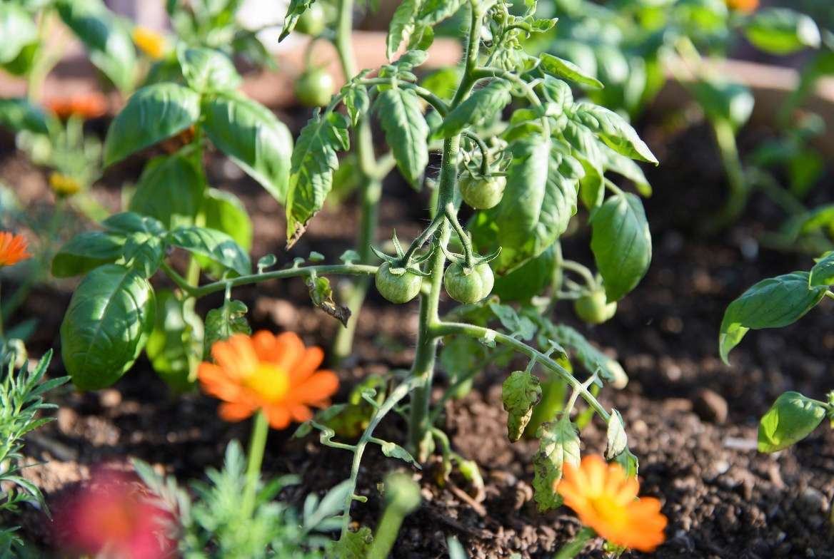 Tomato plants growing with basil and marigolds as companion plants