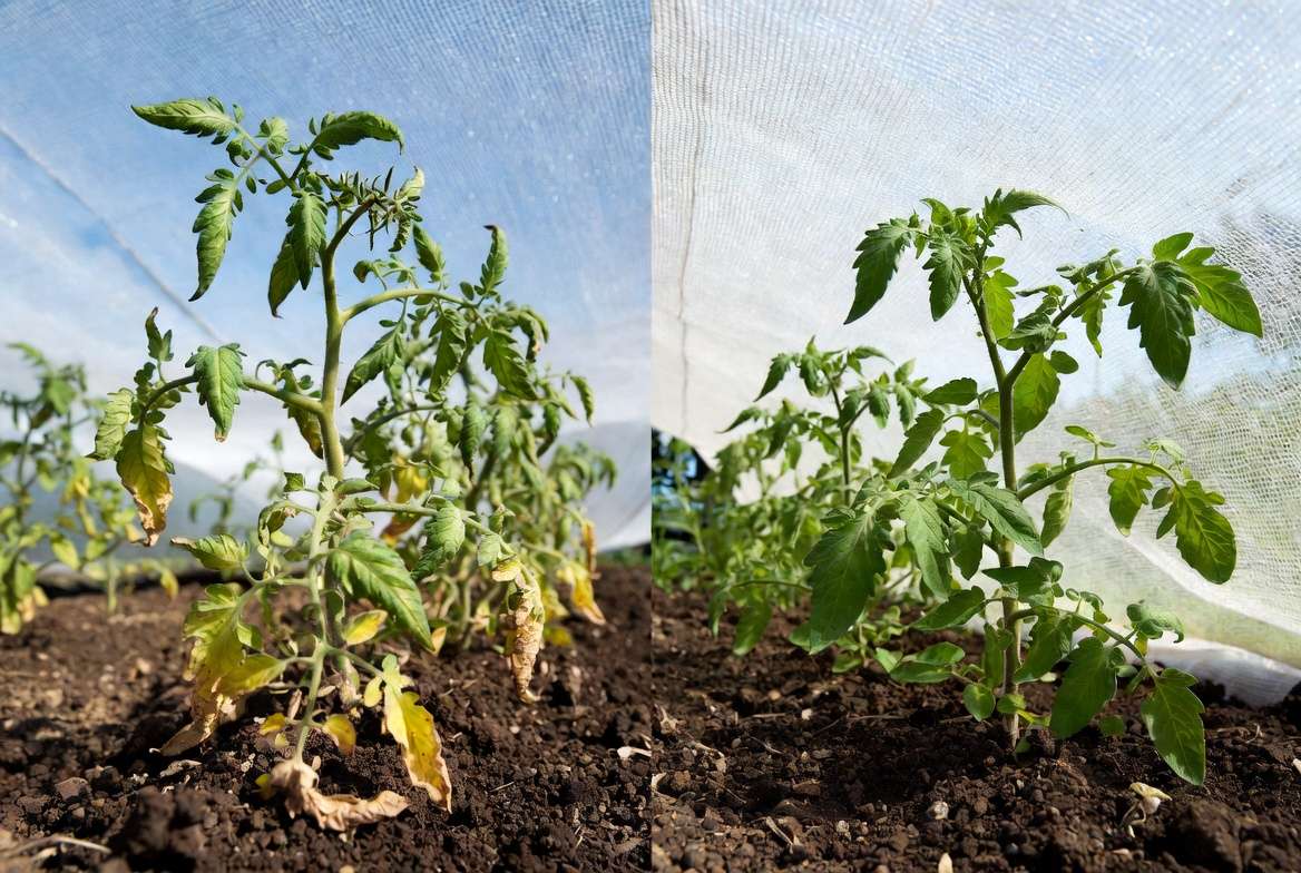 Shading garden plants comparison showing sun-stressed versus healthy protected tomato plants