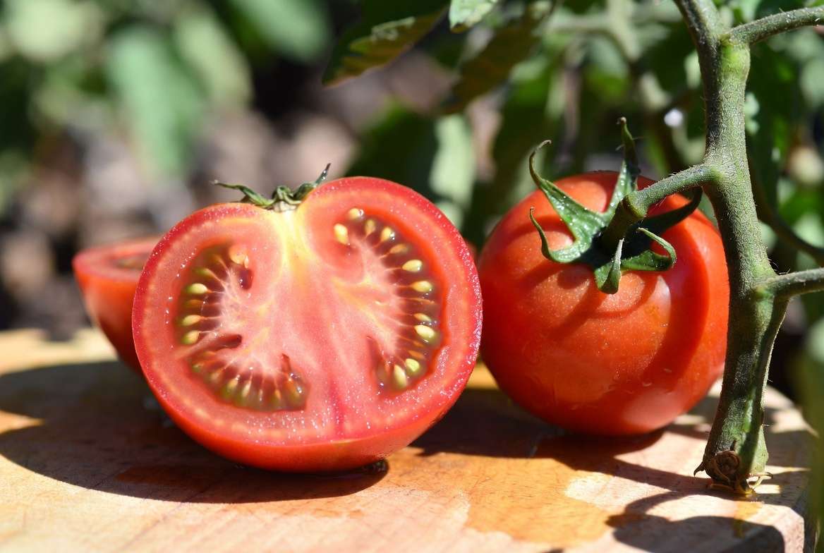 Close-up of low-seed tomato cut open showing smooth flesh ideal for seedless tomato plants