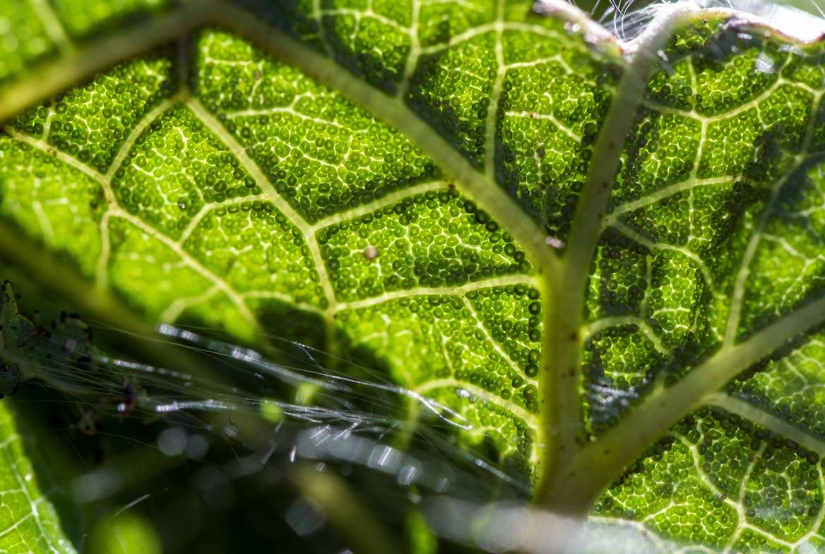 Close-up of plant leaf stomata showing gas exchange for photosynthesis and transpiration