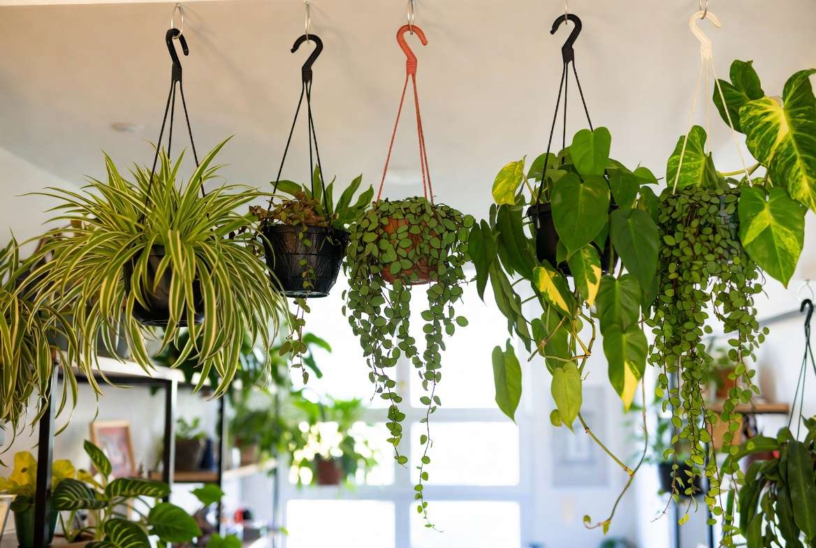 Collection of best low light hanging plants like Spider Plant and String of Hearts in indoor setting