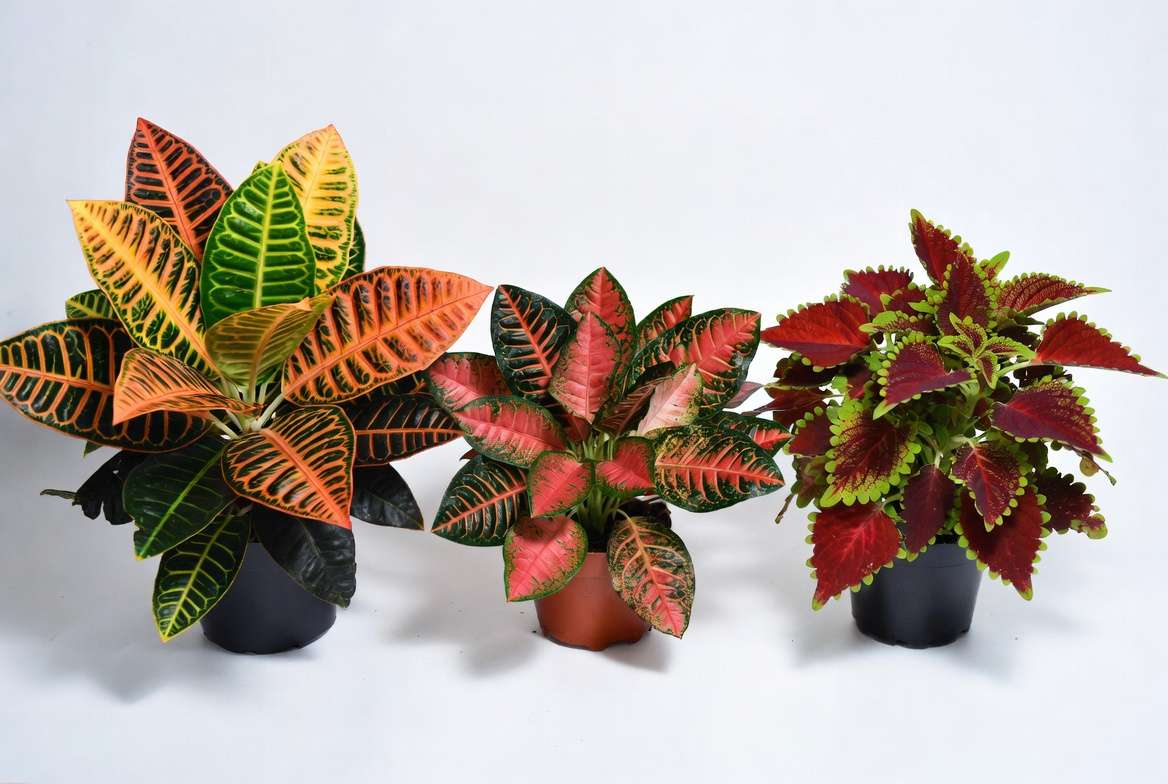 Red and green houseplants varieties including Croton, Red Aglaonema, and Coleus for identification