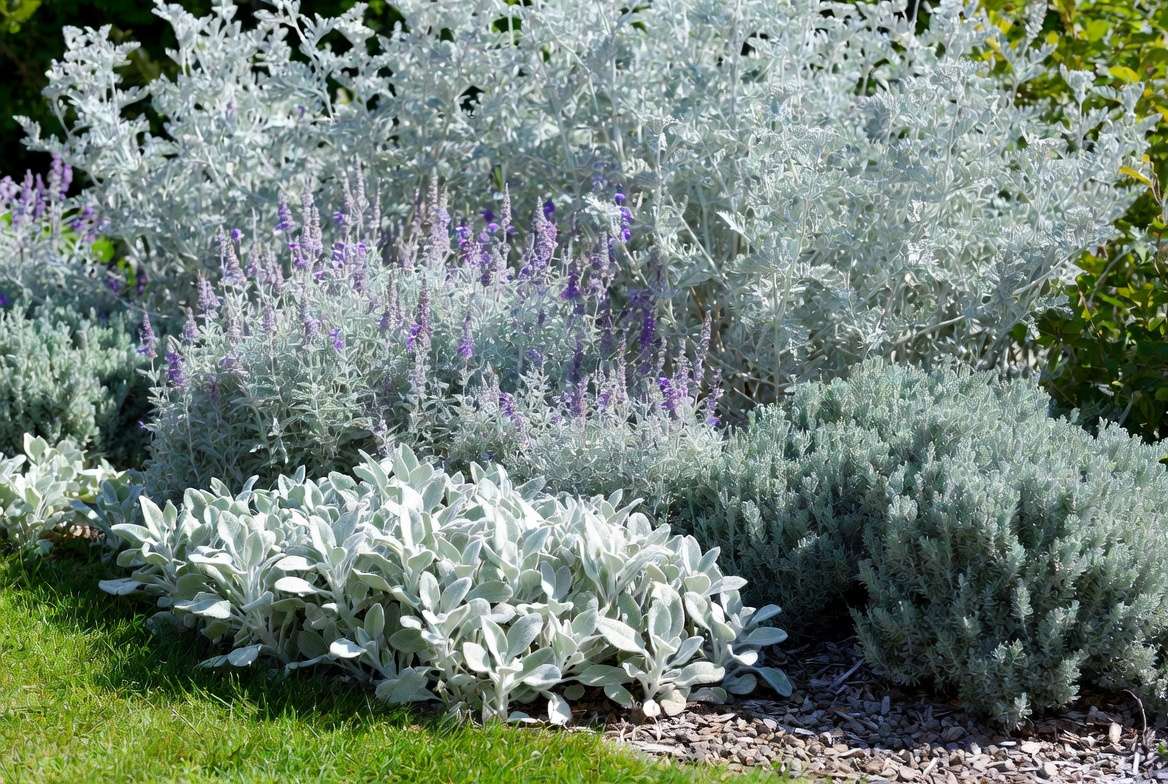 Silver gray foliage plants including Lamb’s Ear, Russian Sage, and Artemisia in a sunny garden border