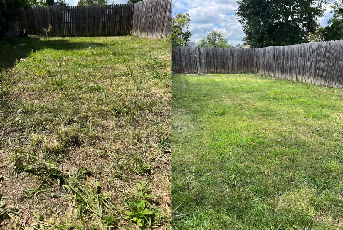 Before and after comparison of Bermuda grass lawn troubleshooting results
