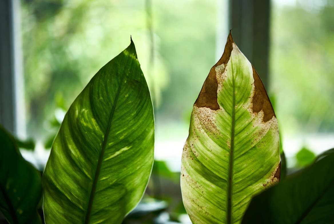 Brown spots on plant leaves close-up showing healthy vs damaged foliage for identification