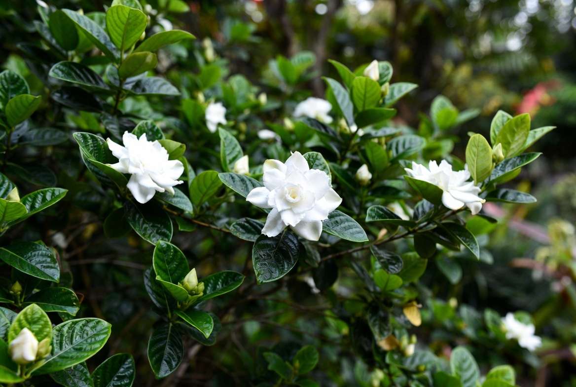 Radicans Gardenia plant with glossy green leaves and white double flowers showing its compact spreading growth habit