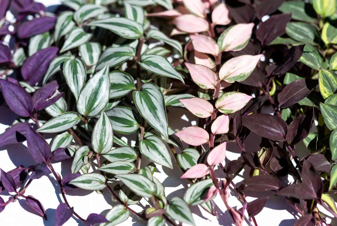 Vibrant Wandering Jew plant varieties showing different leaf colors and patterns for identification