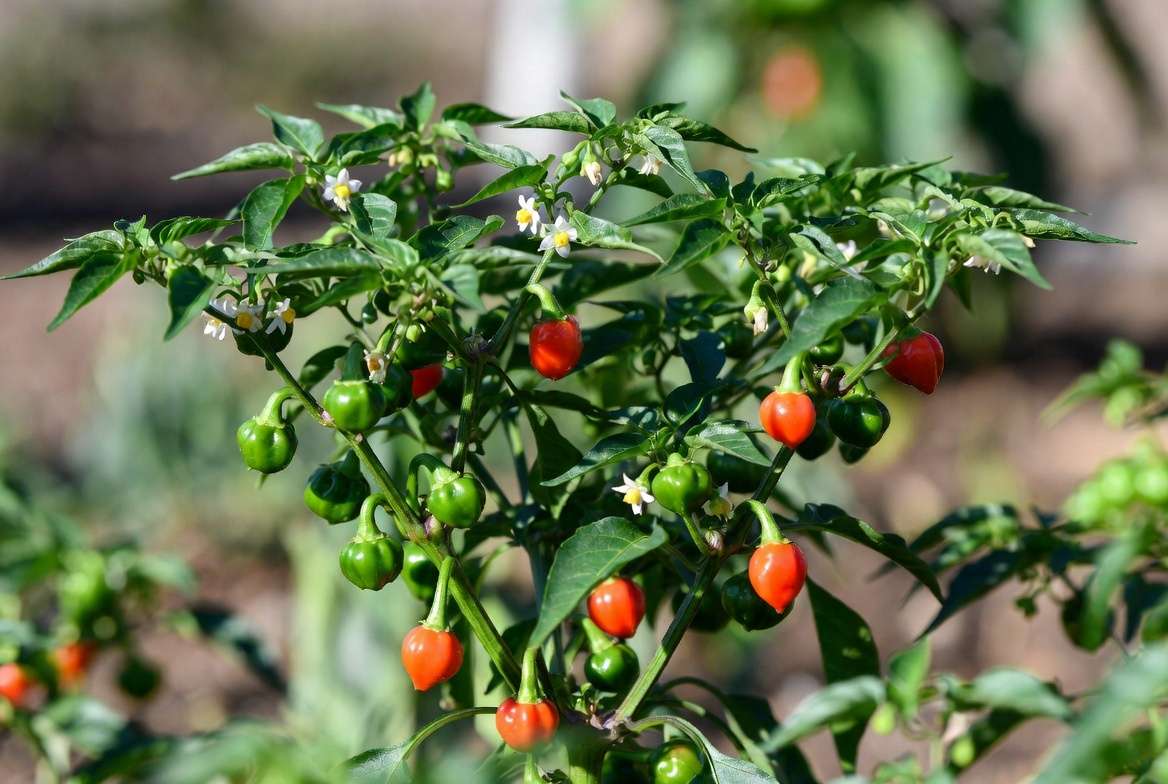 Bird's eye chili pepper plant showing green leaves, white flowers, and red ripe chilies