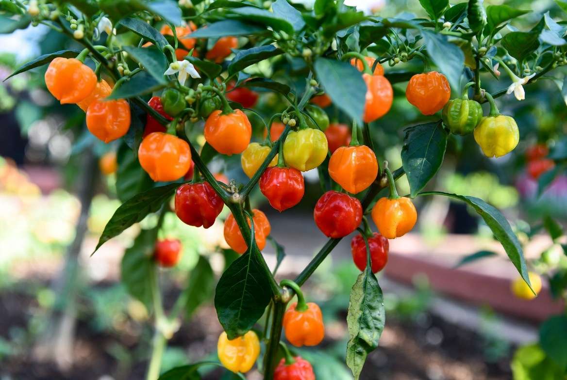 Mature Scotch Bonnet pepper plant with ripe colorful peppers in garden