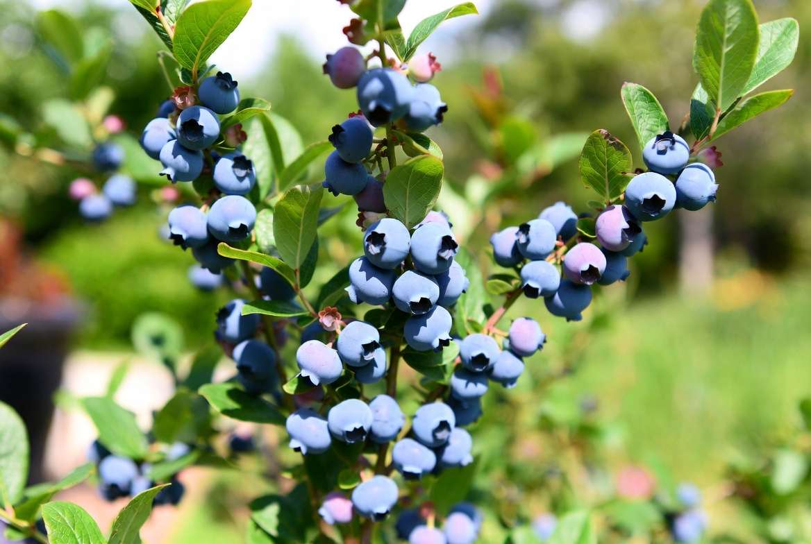Tifblue blueberry plant with ripe powder-blue berries on a mature bush in garden setting