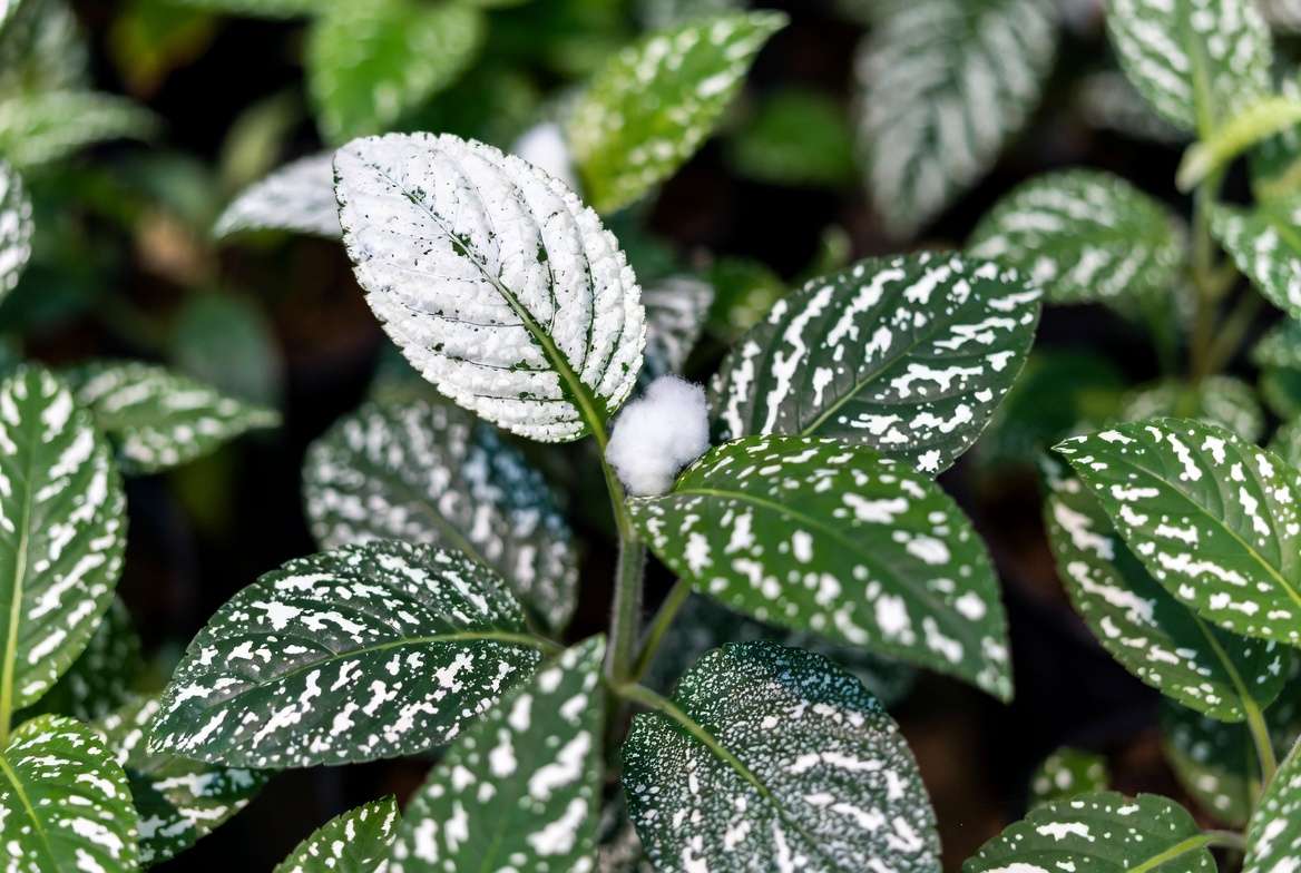 Close-up of green plant leaves showing various types of white dots and powdery spots