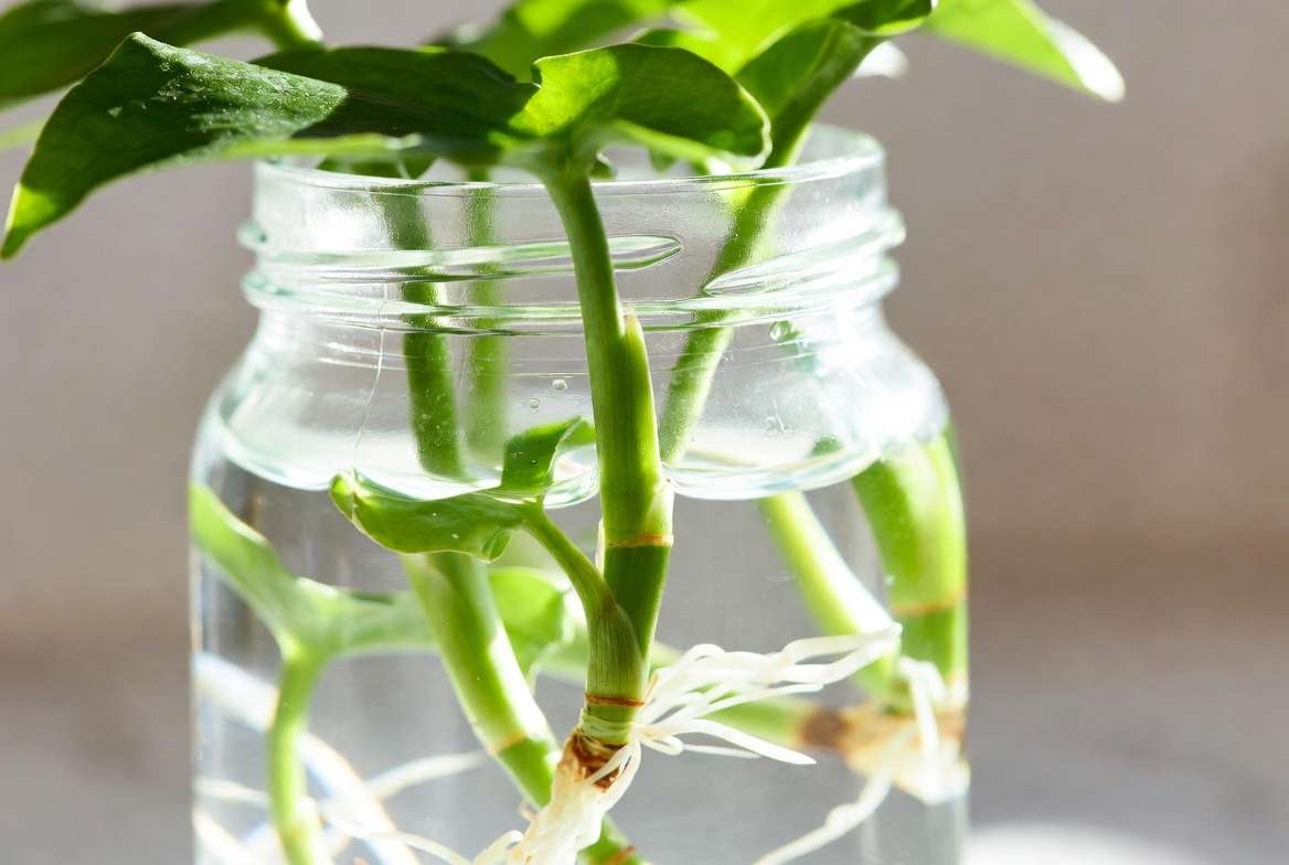Arrowhead plant stem cuttings rooting in water propagation method
