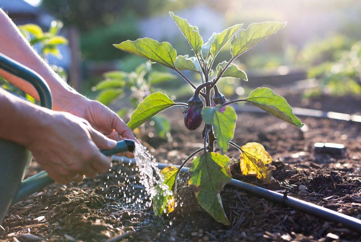 Proper deep watering technique for Rosa Bianca eggplant plant car