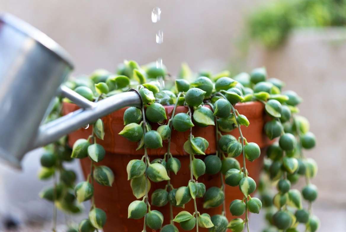 Watering variegated string of pearls plant in terracotta pot