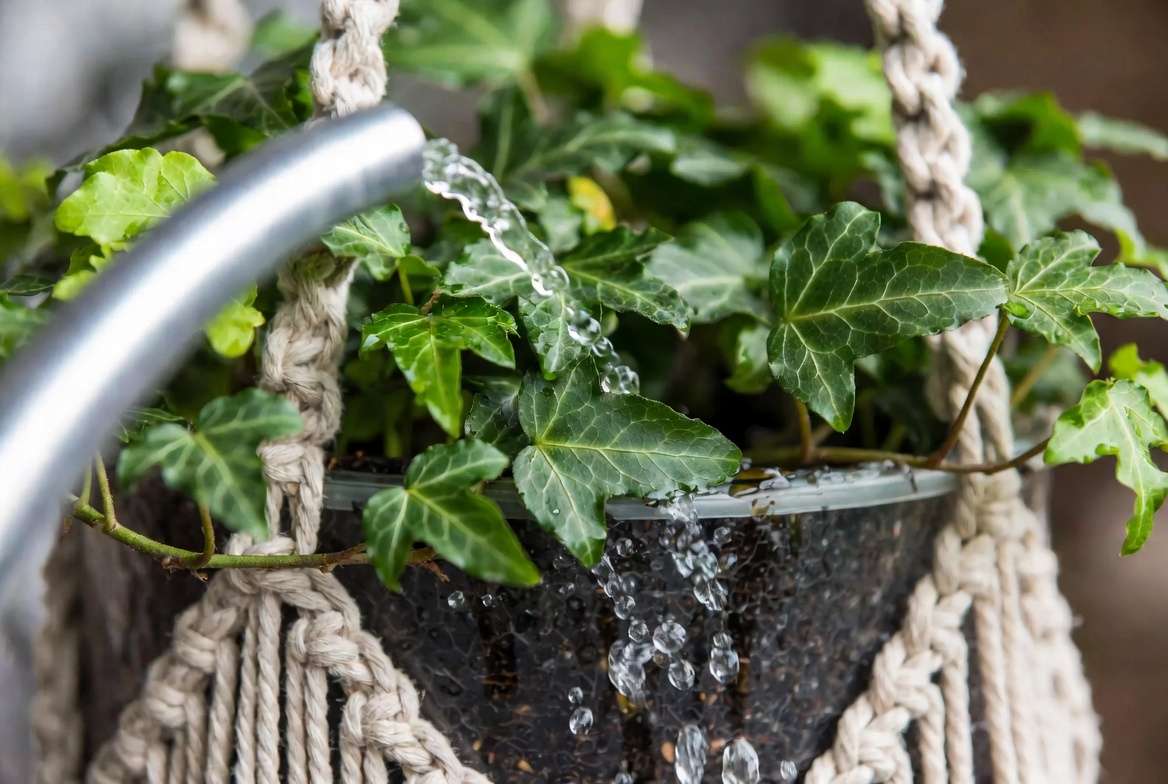 Proper watering technique for hanging ivy plants showing drainage