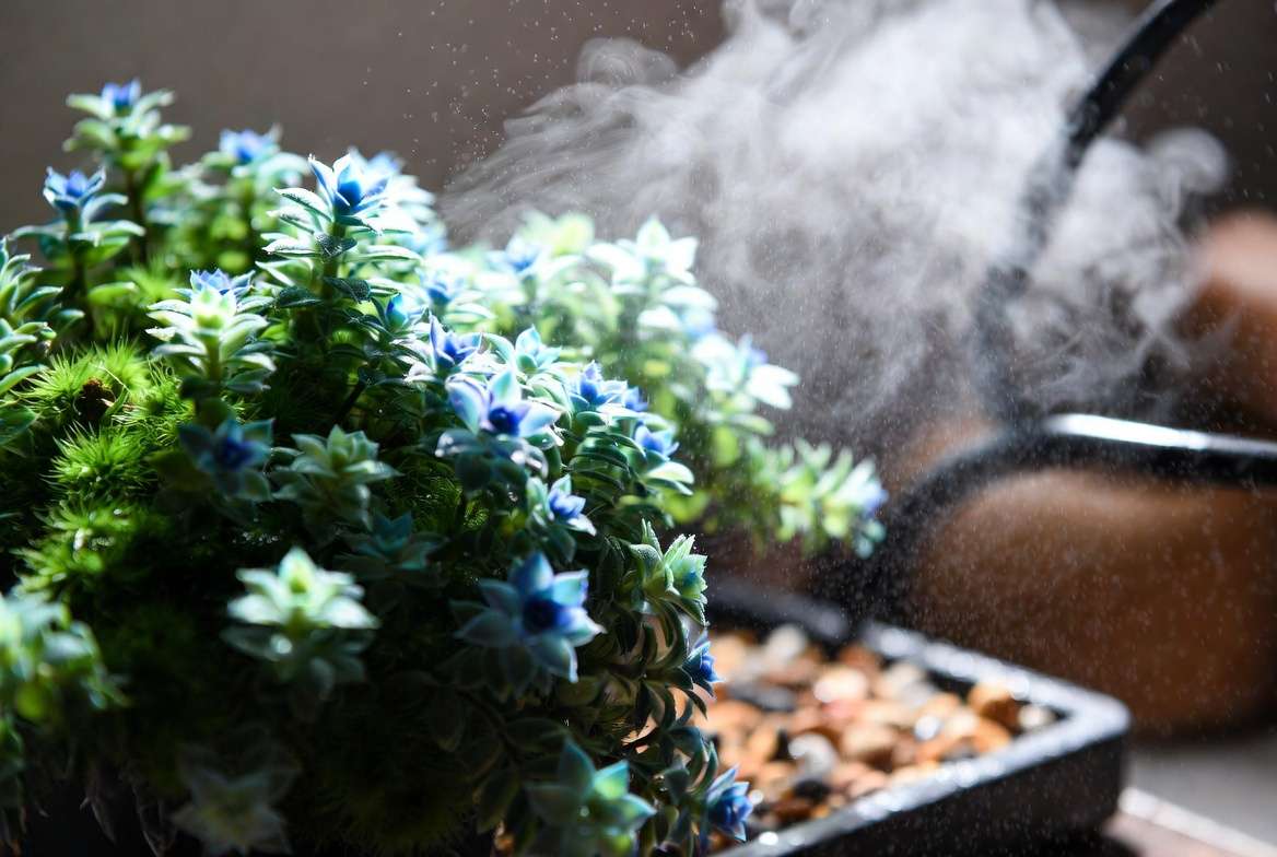 Watering and misting rainbow moss plant to maintain high humidity