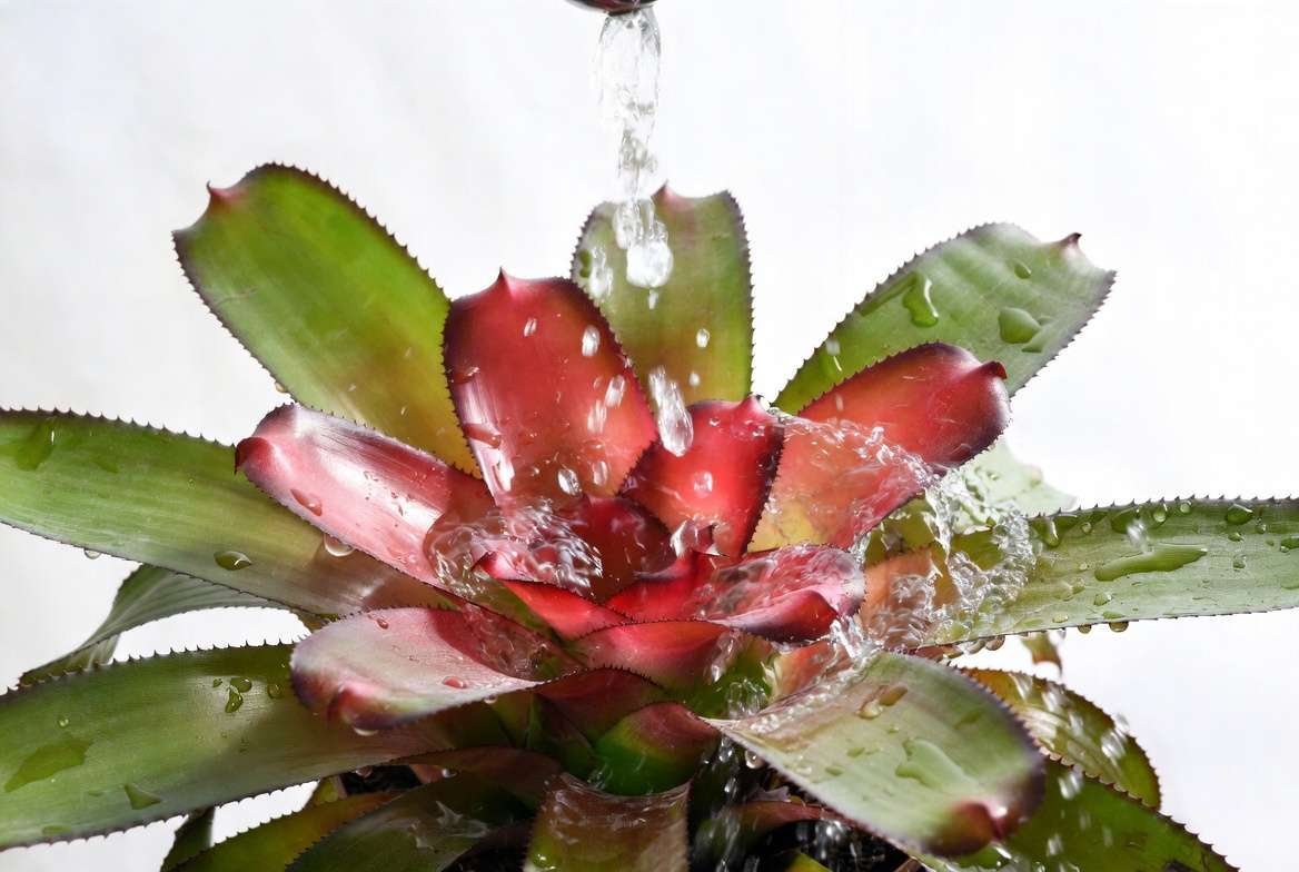 Red bromeliad plant tank watering method showing central cup filled with water