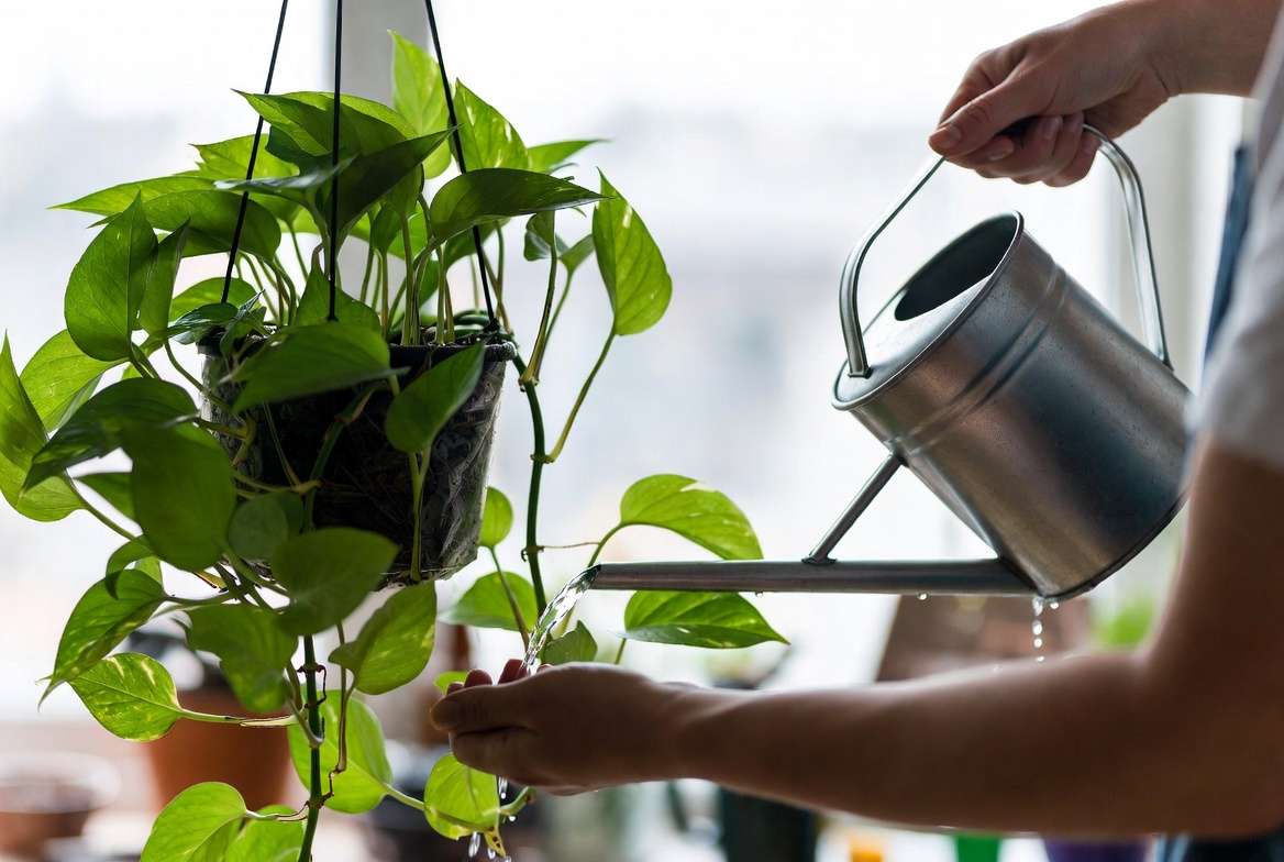 roper watering technique for low light hanging plants like Pothos