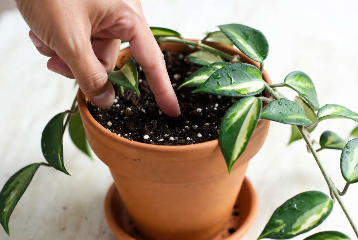 Proper watering technique for variegated Hoya plant using soak and dry method