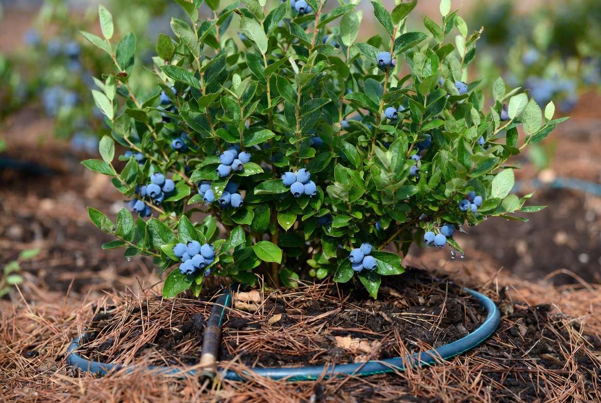 Patriot blueberry plant with pine needle mulch and proper watering