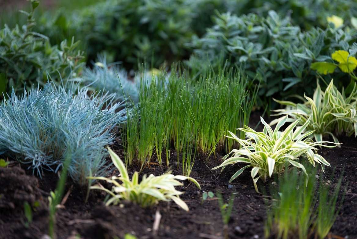 Small ornamental grass plants showing different textures and colors in a garden setting