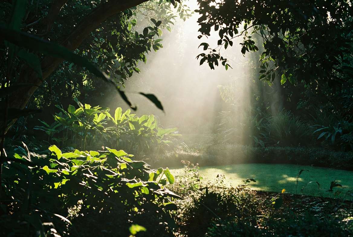 Partial sun garden with morning light and afternoon shade showing ideal lighting conditions for plants