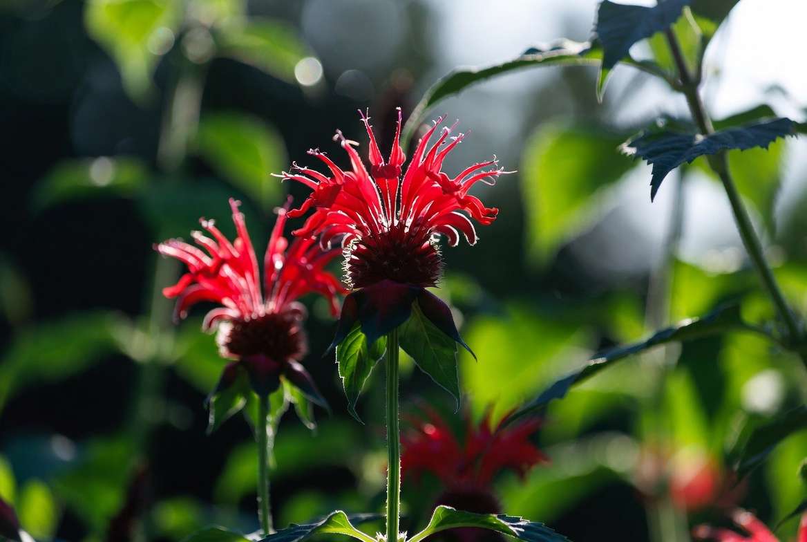 Monarda Jacob Cline plant showing tall stems with large scarlet red bee balm flowers and green foliage