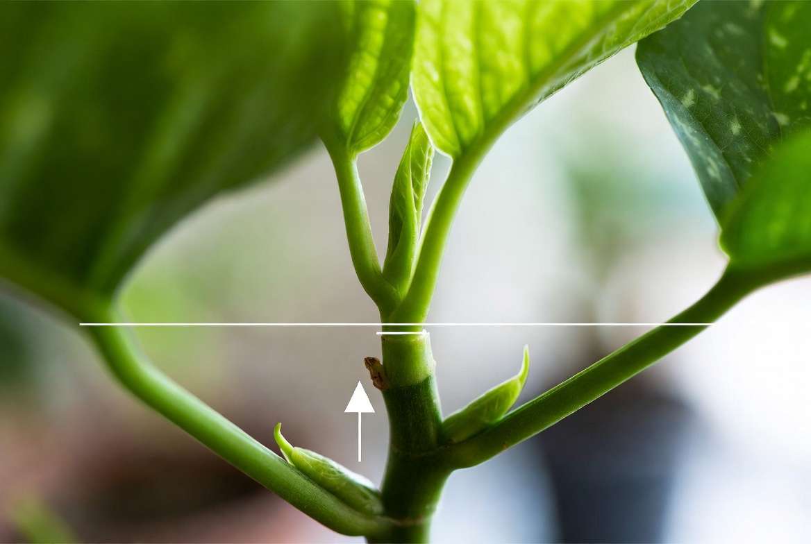 Close-up of plant stem showing topping cut above node for bushier grow