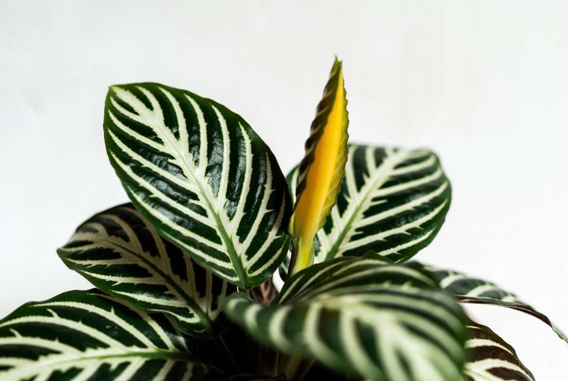 Close-up of healthy Zebra Plant Aphelandra squarrosa showing distinctive white striped leaves and yellow bract
