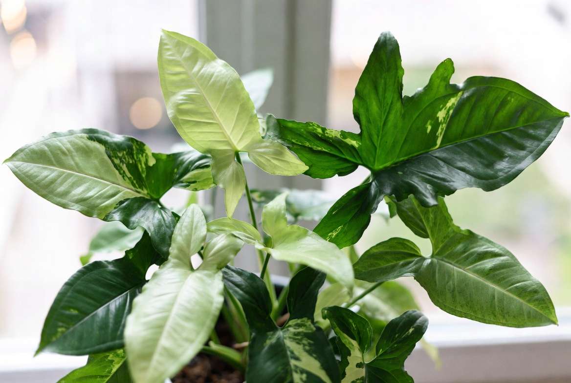 Healthy mature Arrowhead Plant Syngonium podophyllum showing arrow-shaped variegated leaves
