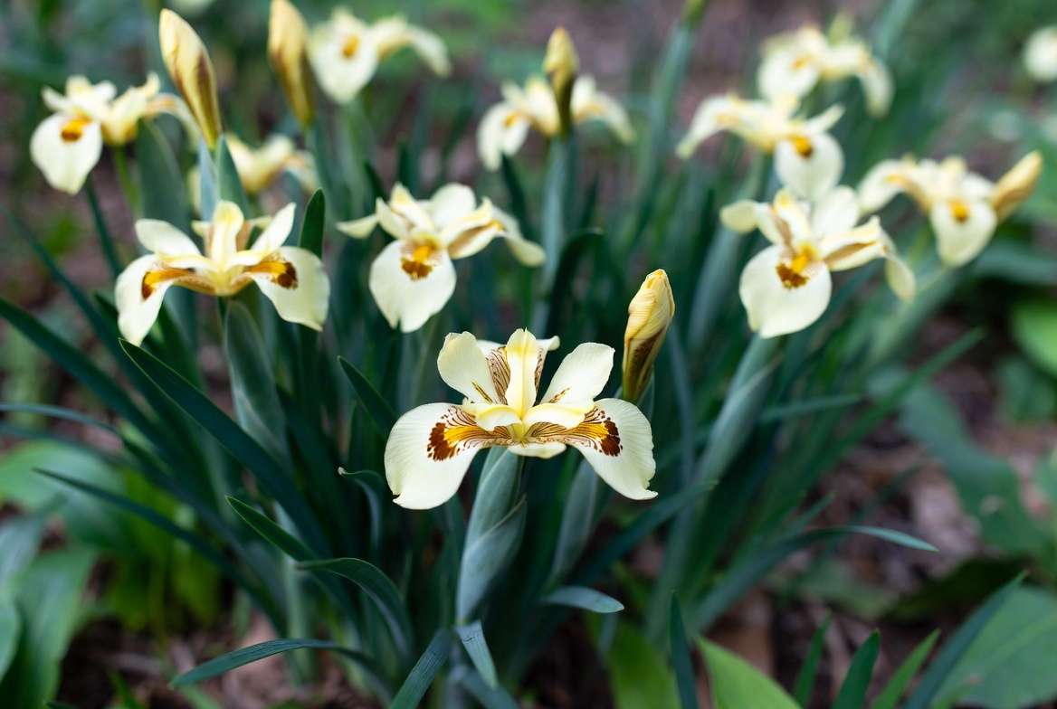 Bicolor iris plant Dietes bicolor with creamy yellow flowers and chocolate brown markings on sword-like green foliage